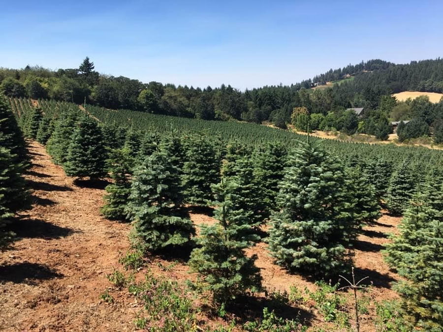 christmas tree farms near lock haven pa