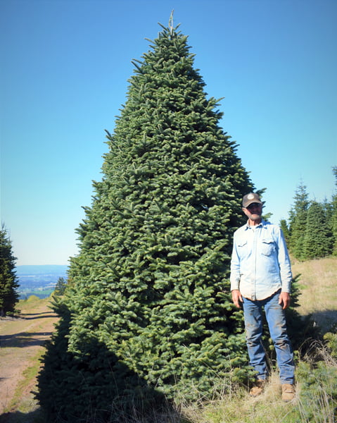 tree-care-2 tree-care-2