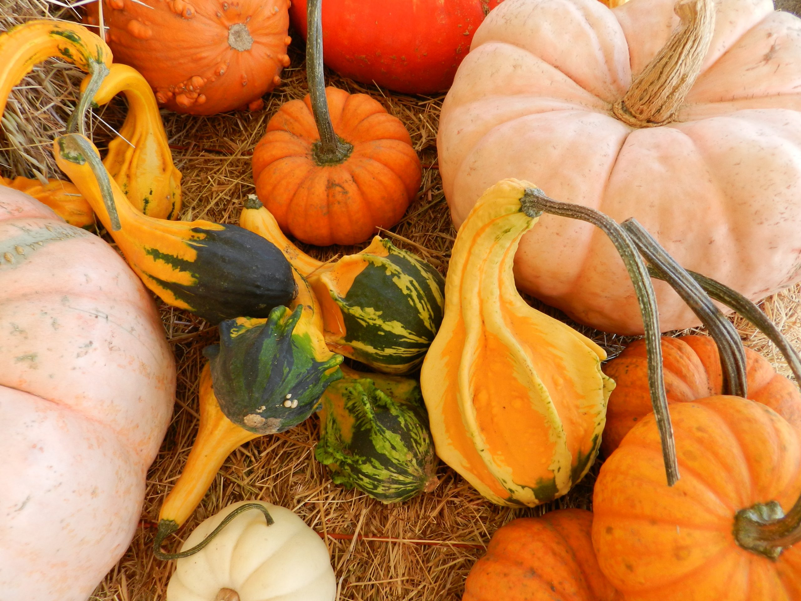 Petaluma CA Pumpkin Patch, Halloween Family Activities, Haunted Village, Pony Rides