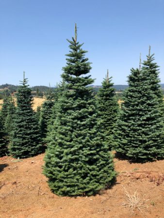 tree-care-1 tree-care-1